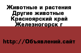 Животные и растения Другие животные. Красноярский край,Железногорск г.